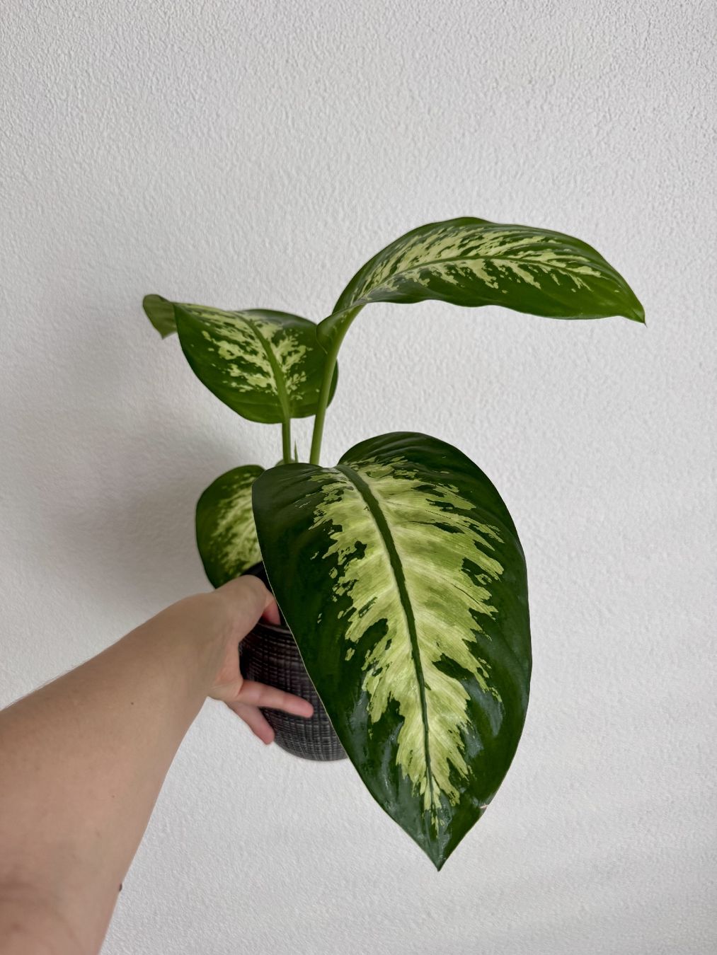 Piante & sementi: Dieffenbachia – Nuovo (secondo la descrizione) da Bülach venduto da Bloom_Witch 1