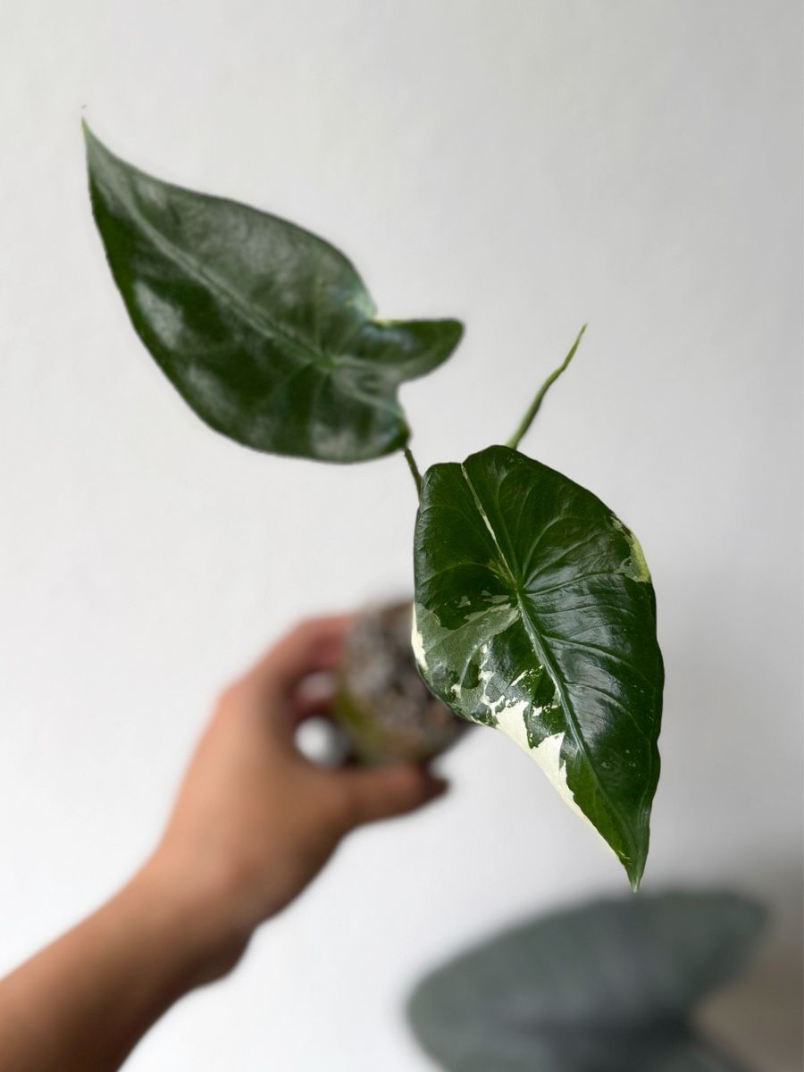 Piante & sementi: Alocasia Longiloba Albo – Nuovo (secondo la descrizione) da Bern venduto da Lucas_Ma