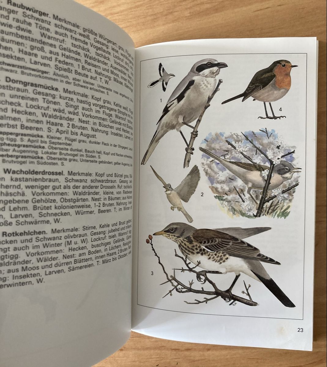 Libri: Einheimische Brutvögel - sehr Interessant – Usato da Schüpfheim venduto da Seerose80 6