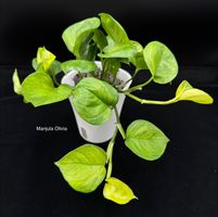 Epipremnum aureum 'Manjula Olivia'