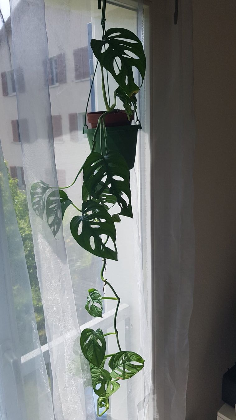 ausgewachsene monstera Monstera deliciosa XXL | Online kaufen main image 0