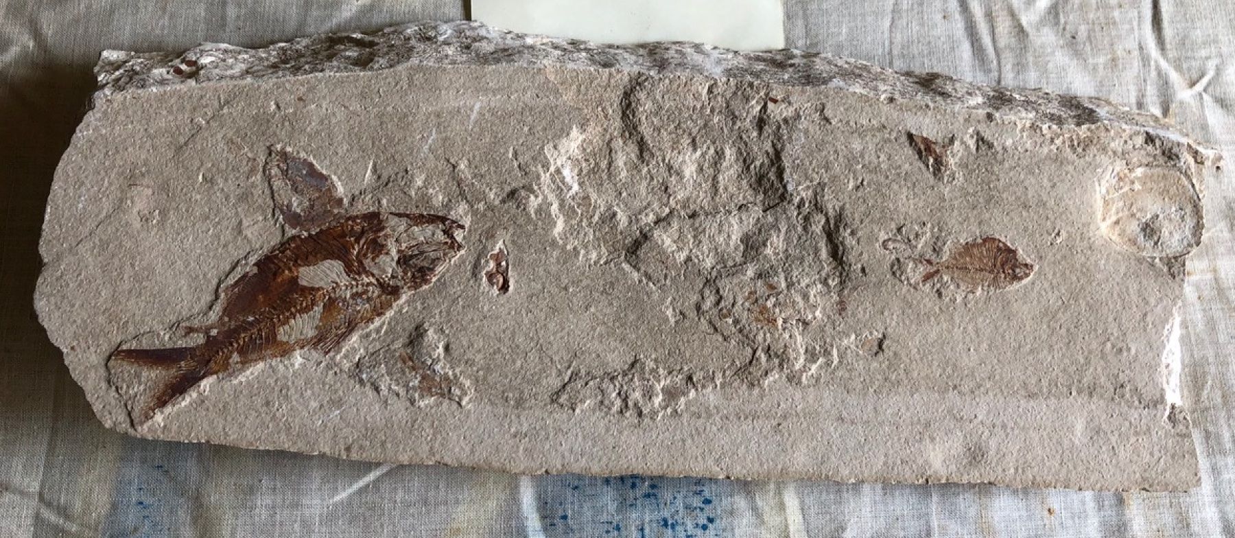 Fossiles: Fossiler Fisch – Neuf (Voir description) à Seelisberg par Mike7000 2