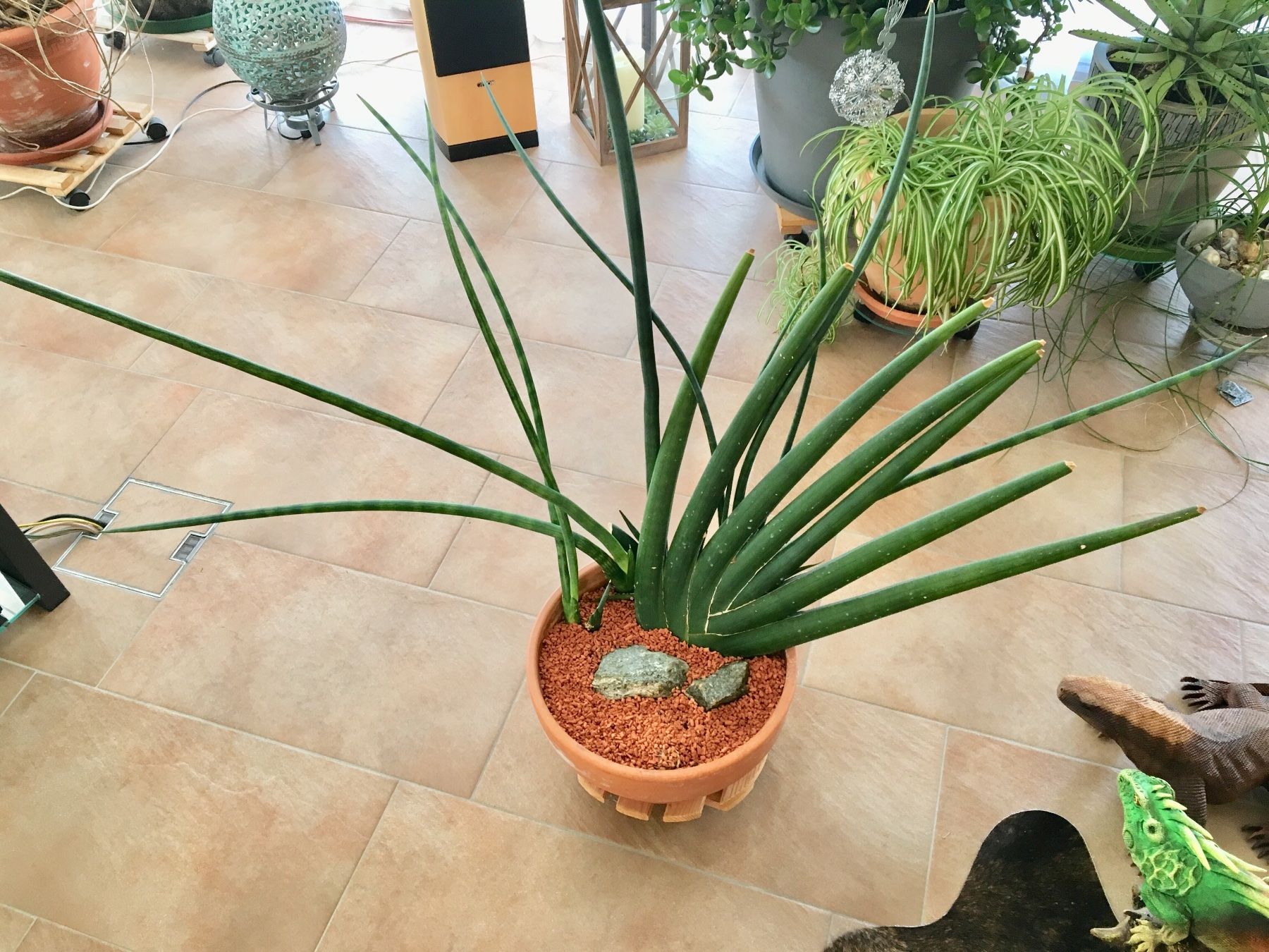 Sansevieria (Bogenhanf, Schwiegermutterzunge) (Gebraucht) in Wahlen b.  Laufen fr CHF 30  nur Abholung auf Ricardo kaufen