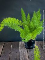 Asparagus Densiflorus Mazeppa - Fuchsschwanzfarn für Dich