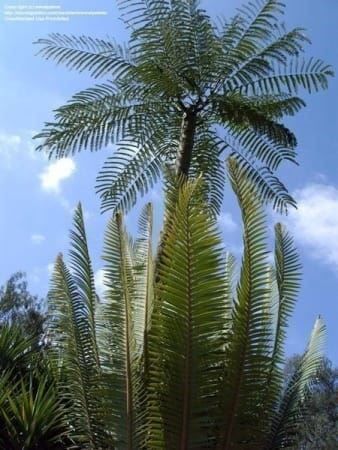 Piante & sementi: Schizolobium amazonicum TRES RARE – Nuovo (secondo la descrizione) da Bremblens venduto da FIBONACCI369 2
