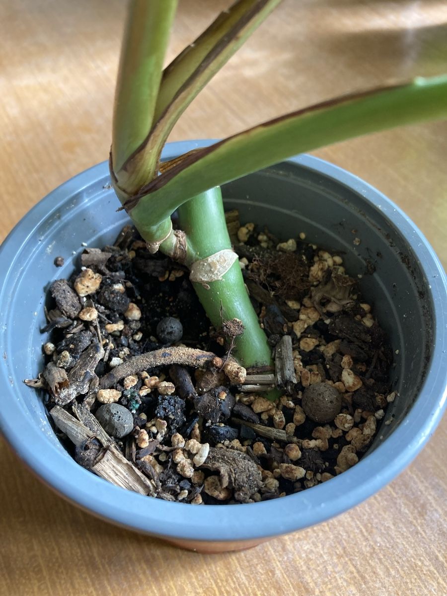 Piante & sementi: Monstera Deliciosa Pflanze – Usato da Zürich venduto da val_7jy7 1