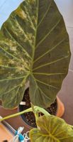 🤩Alocasia Regal Shield Aurea Variegata Rhizom 