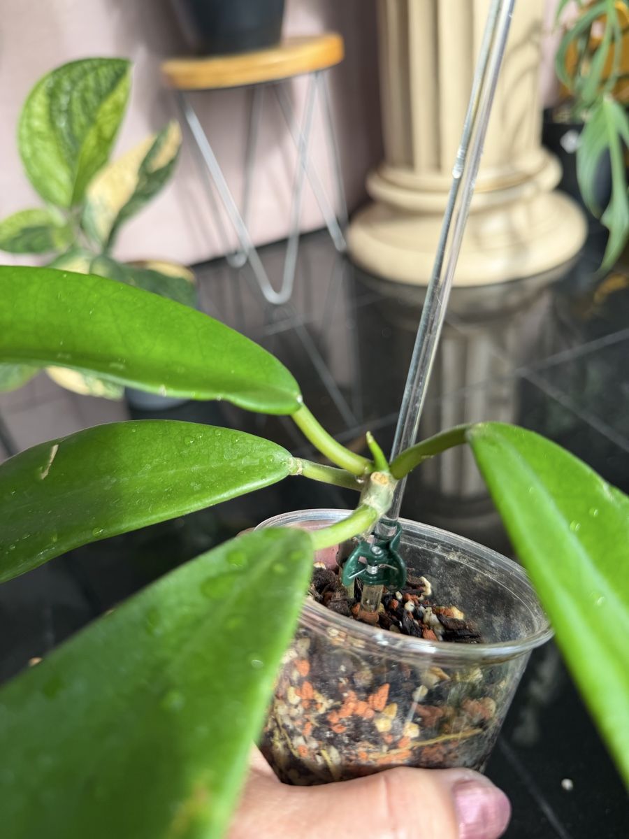 Piante & sementi: Hoya meliflua ssp. fraterna  – Nuovo (secondo la descrizione) da Buchrain venduto da Stetoscop