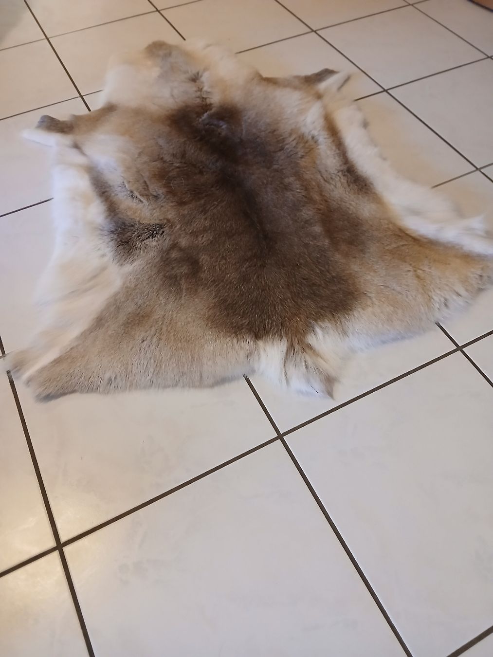 Toutes les décorations: Renntierfell – D'occasion à Fräschels par sascha.wuethrich 2