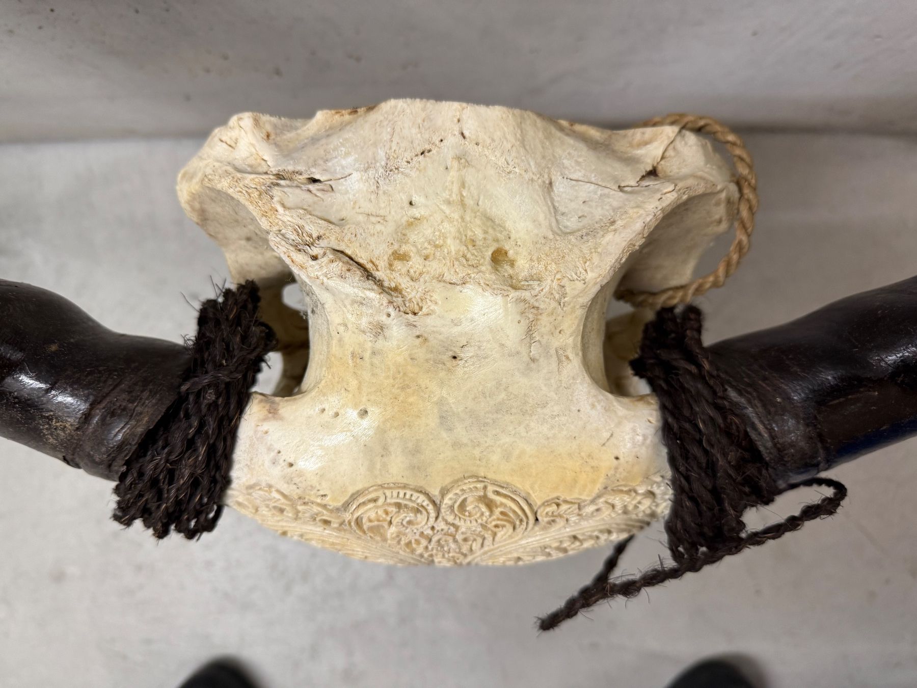 Il mondo degli animali: Wasserbüffel Kopf – Usato da Freienbach venduto da Mariadlgg 3