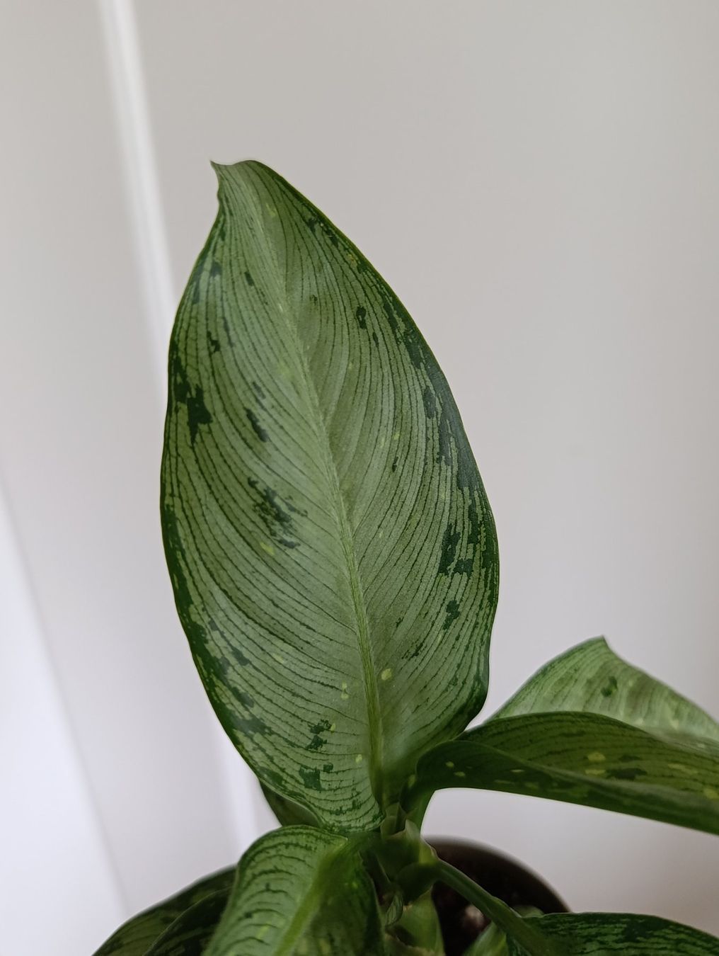 Plantes & graines: Dieffenbachia Snow – D'occasion à Baar par L.isa28 6