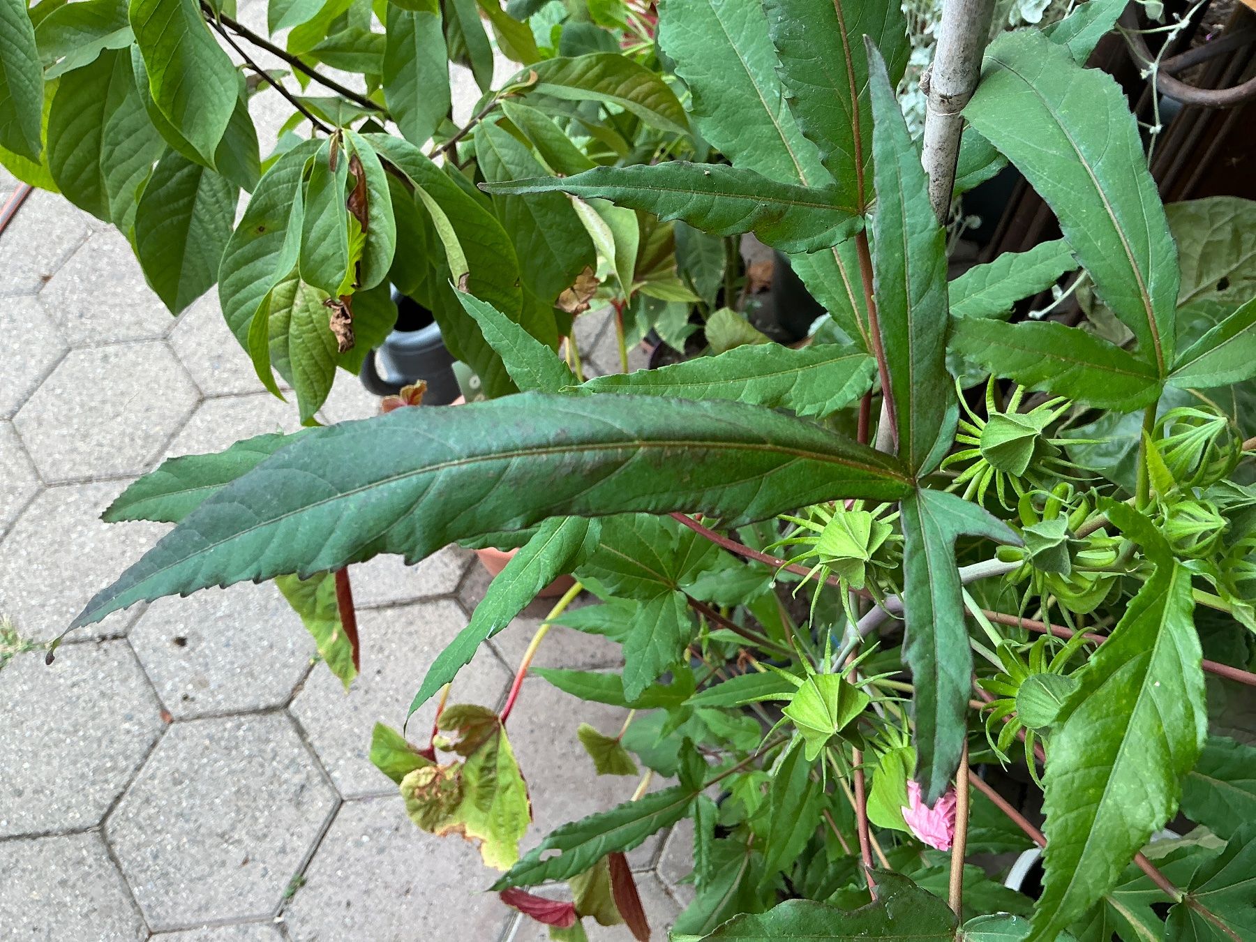 Plantes & graines: Hibiskus moscheutos winterhart – Neuf avec emballage d'origine à seon par Agnom 3