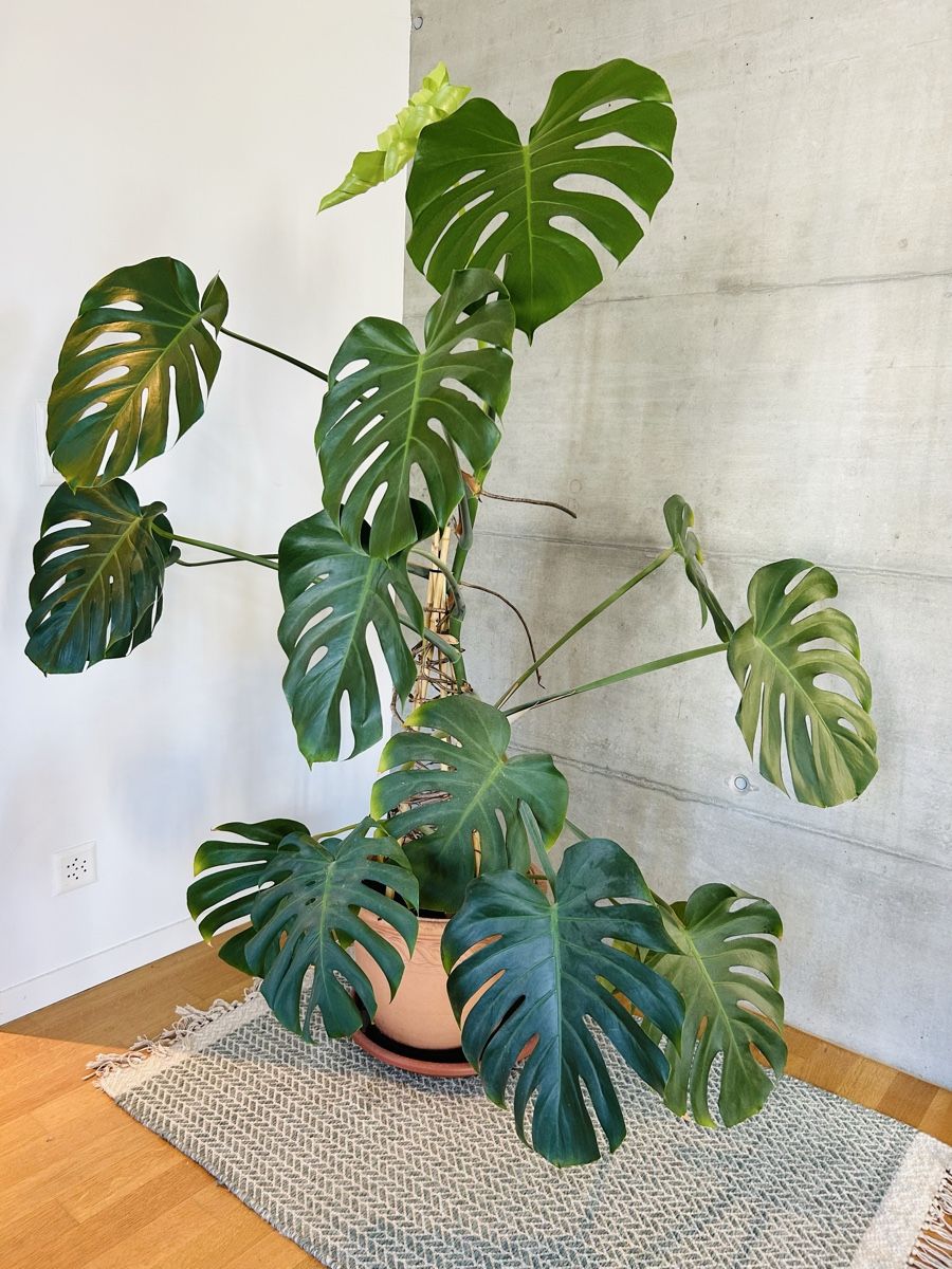 Pflanzen & Samen: Monstera Fensterblatt, Zimmerpflanze – Gebraucht aus Rapperswil SG von so__lga 3