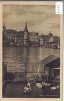 Luzern - Schwanenkolonie
