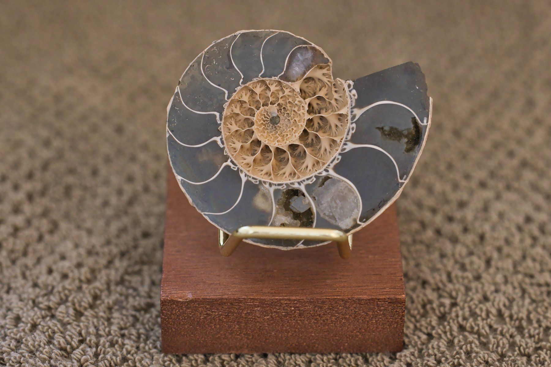 Fossili: Ammonite Half-Section · Rare Unfilled Septa – Usato da Zürich venduto da mau_8fvw 1