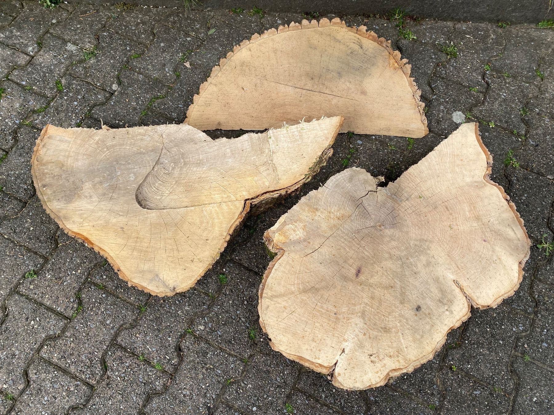 Articoli in legno: 3 schöne Esche-Baumscheiben – Usato da Feldbach venduto da Olive1 1