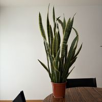 Grosse Sansevieria / Bogenhanf 