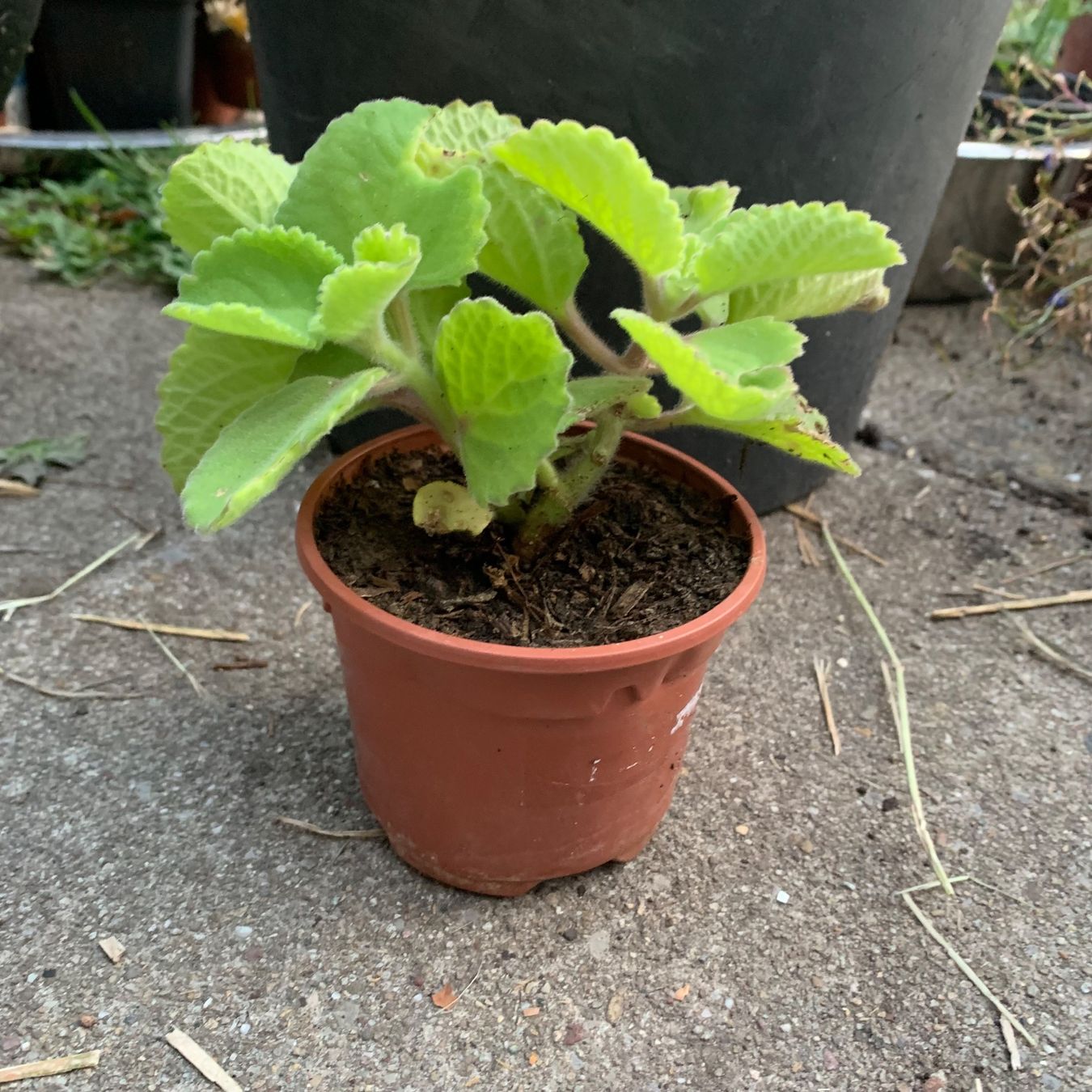 Pflanzen & Samen: Kubanischer Oregano / Coleus amboinicus PFLANZE – Neu (gemäss Beschreibung) aus Hinteregg von ERFOLG78 1