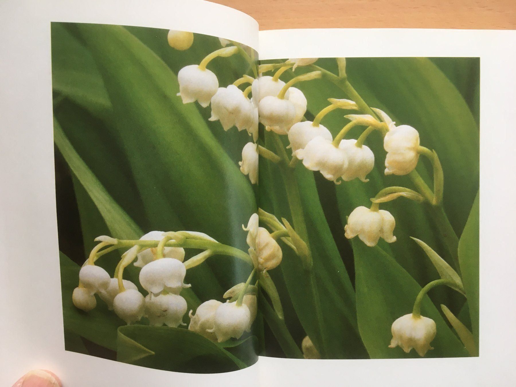 Bücher: Gartenlust - Johannes Roth – Gebraucht aus Grenchen von Kogi7 5