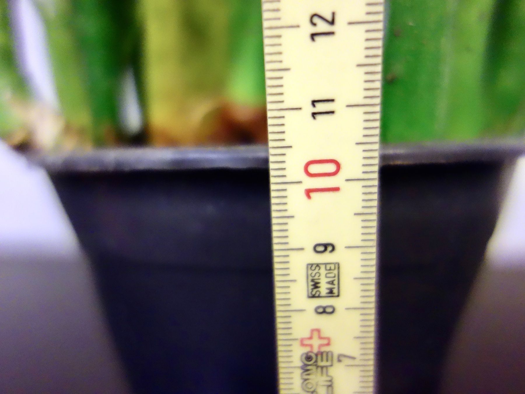 Piante & sementi: Bogenhanf Sansevieria Trifasciata – Nuovo (secondo la descrizione) da Kerzers venduto da zimmergruener 8