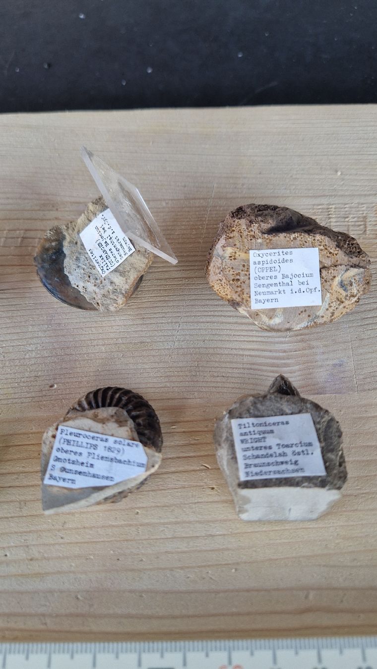 Fossili: Div. Ammoniten aus Deutschland  – Usato da Niederhasli venduto da rehauge01 9