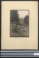 Fotografie Waldeck, Schäfer mit Herde, 