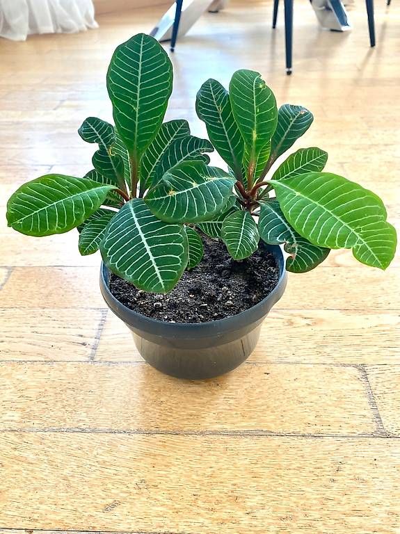 Piante & sementi: Pianta Exotica – Nuovo e nell'imballaggio originale da Lugano venduto da dir_5287 3