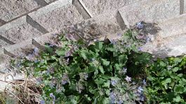 Borragine: Pianta medicinale e ornamentale