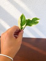 🌿 Variegierte Efeutute – bewurzelter Steckling