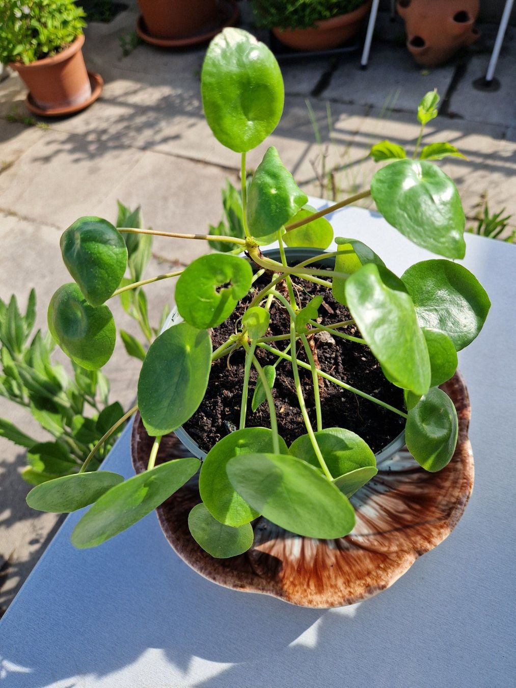 Piante & sementi: Zimmerpflanze: Pilea – Usato da Münchenbuchsee venduto da Aare22 1