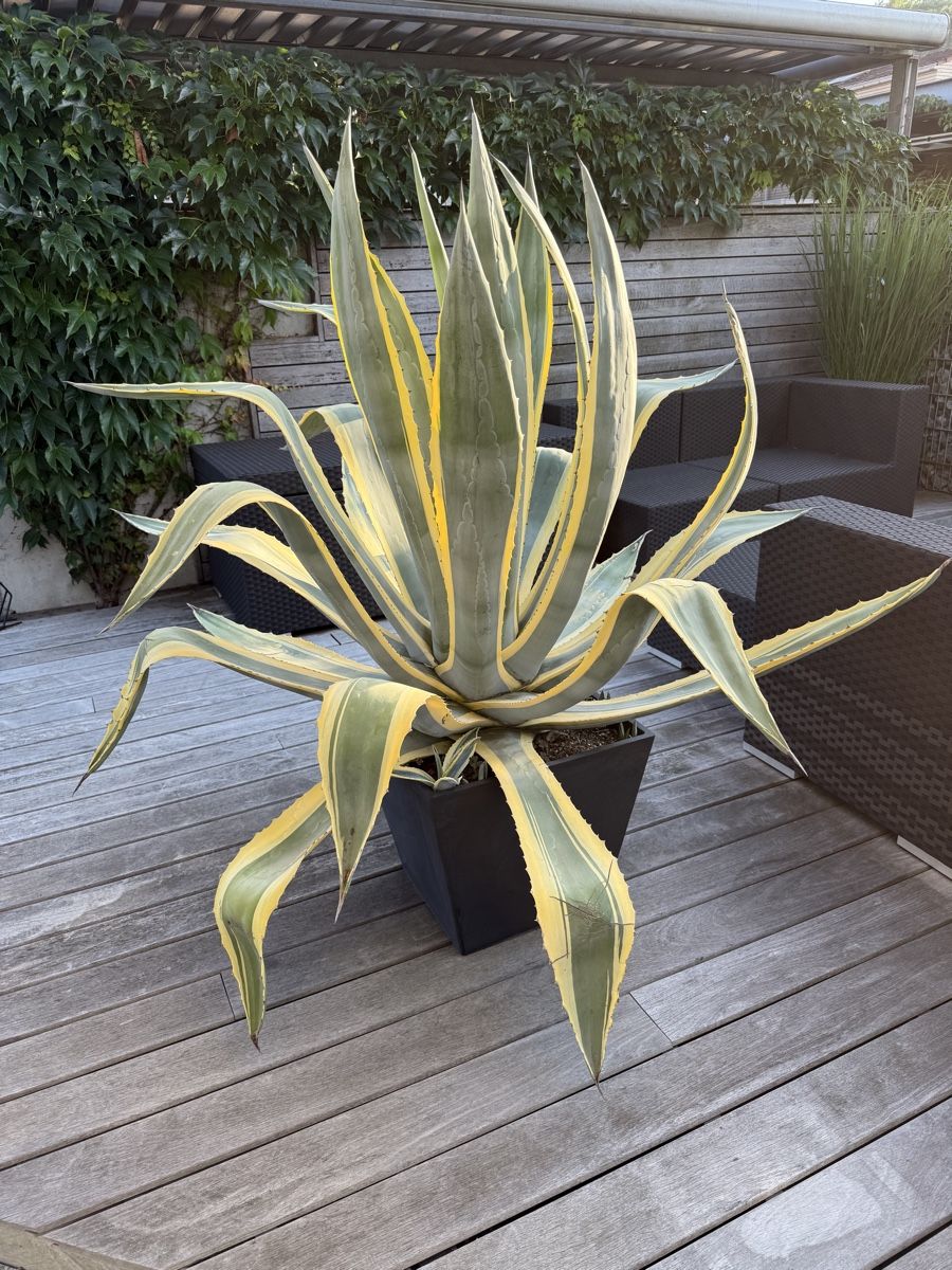 Pflanzen & Samen: Wunderschöne, grosse Agave im Topf – Gebraucht aus Frauenfeld von Sn39a