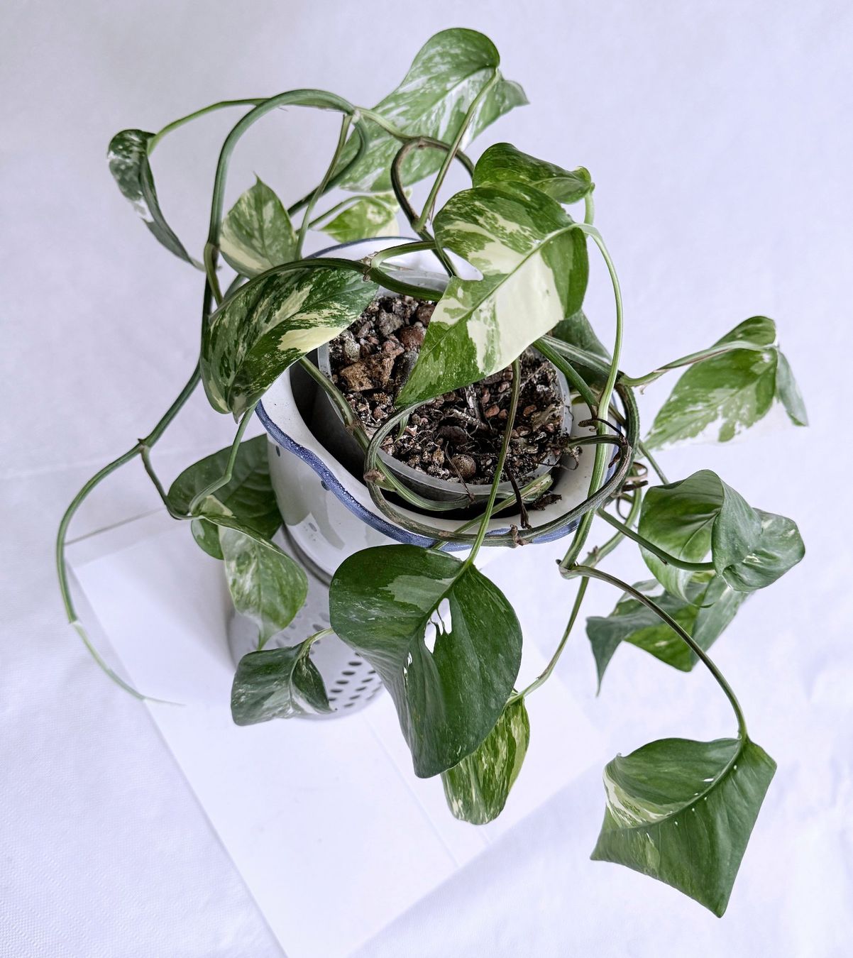Piante & sementi: Epipremnum Pinnatum*Variegata***** – Nuovo (secondo la descrizione) da Dübendorf venduto da Orchid18 2