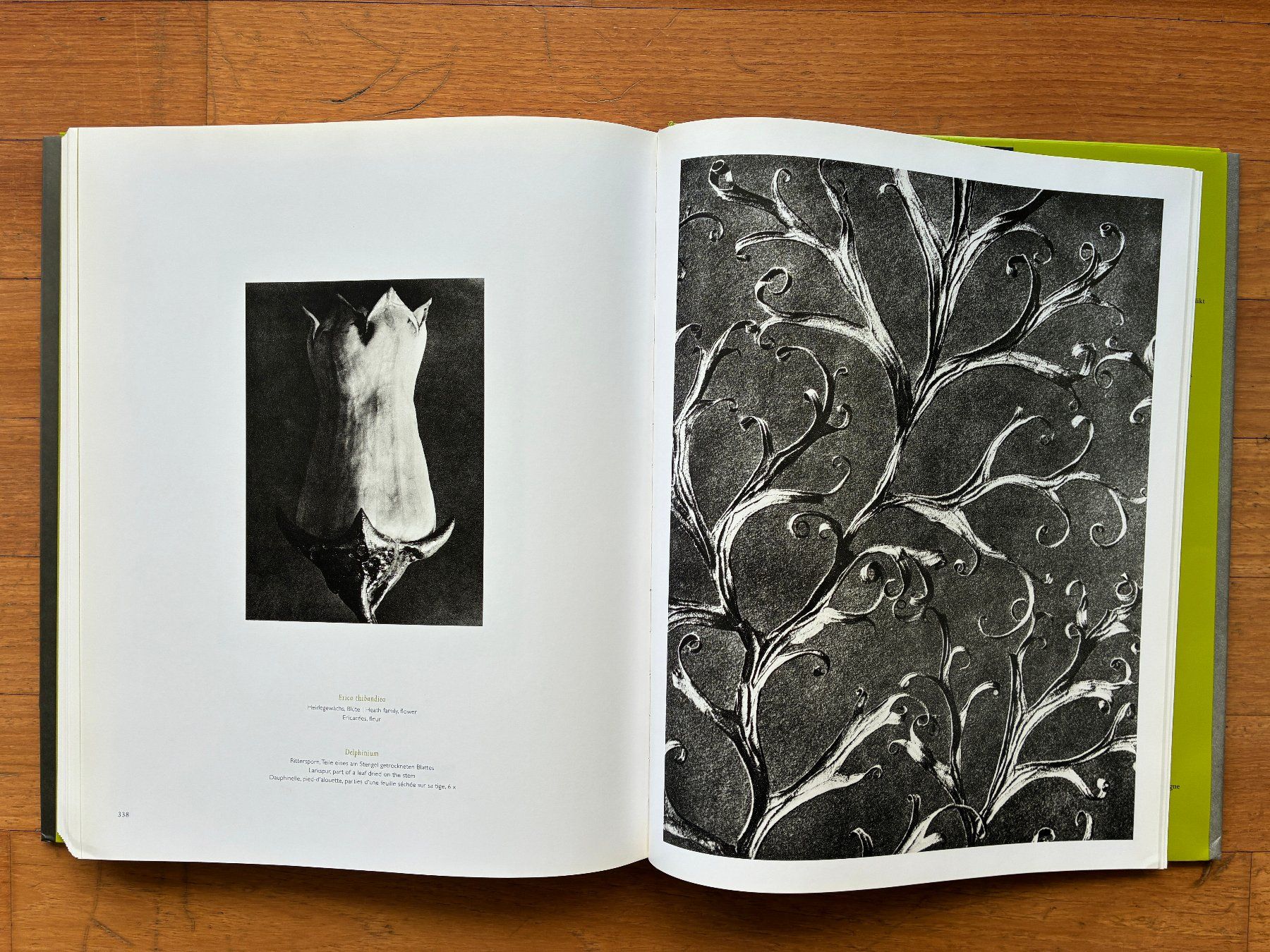 Libri: Photo Buch: KARL BLOSSFELDT – Usato da Lugano venduto da gio.yo 7