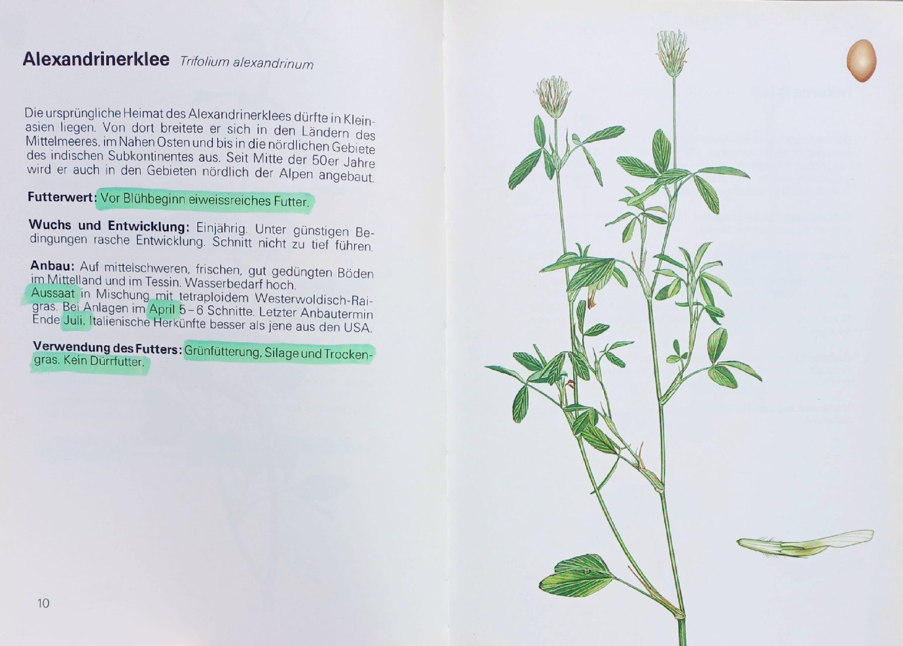 Libri: Buch - Die wichtigsten Futterpflanzen – Usato da Niederuzwil venduto da lubimaja 3