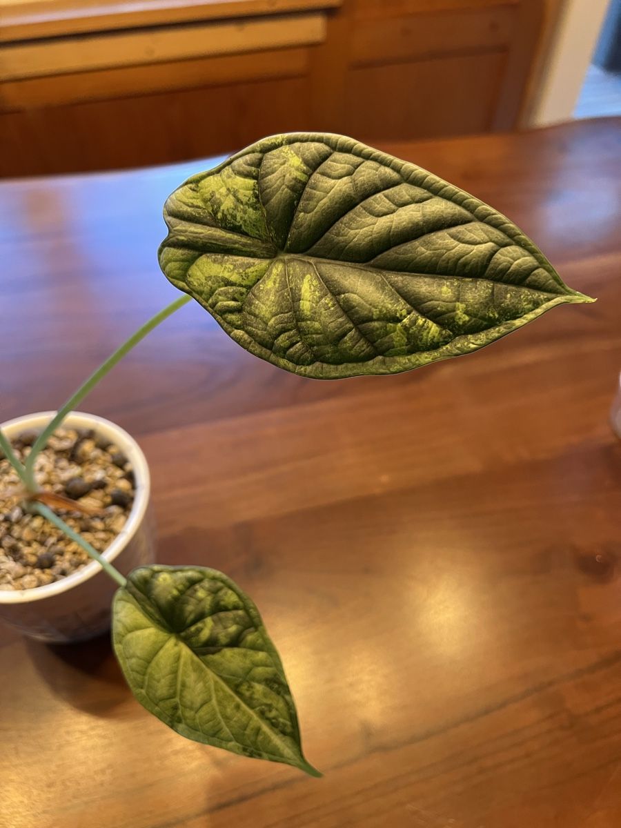 Pflanzen & Samen: Alocasia Dragonscale Variegata – Gebraucht aus Sternenberg von Coocoo 1