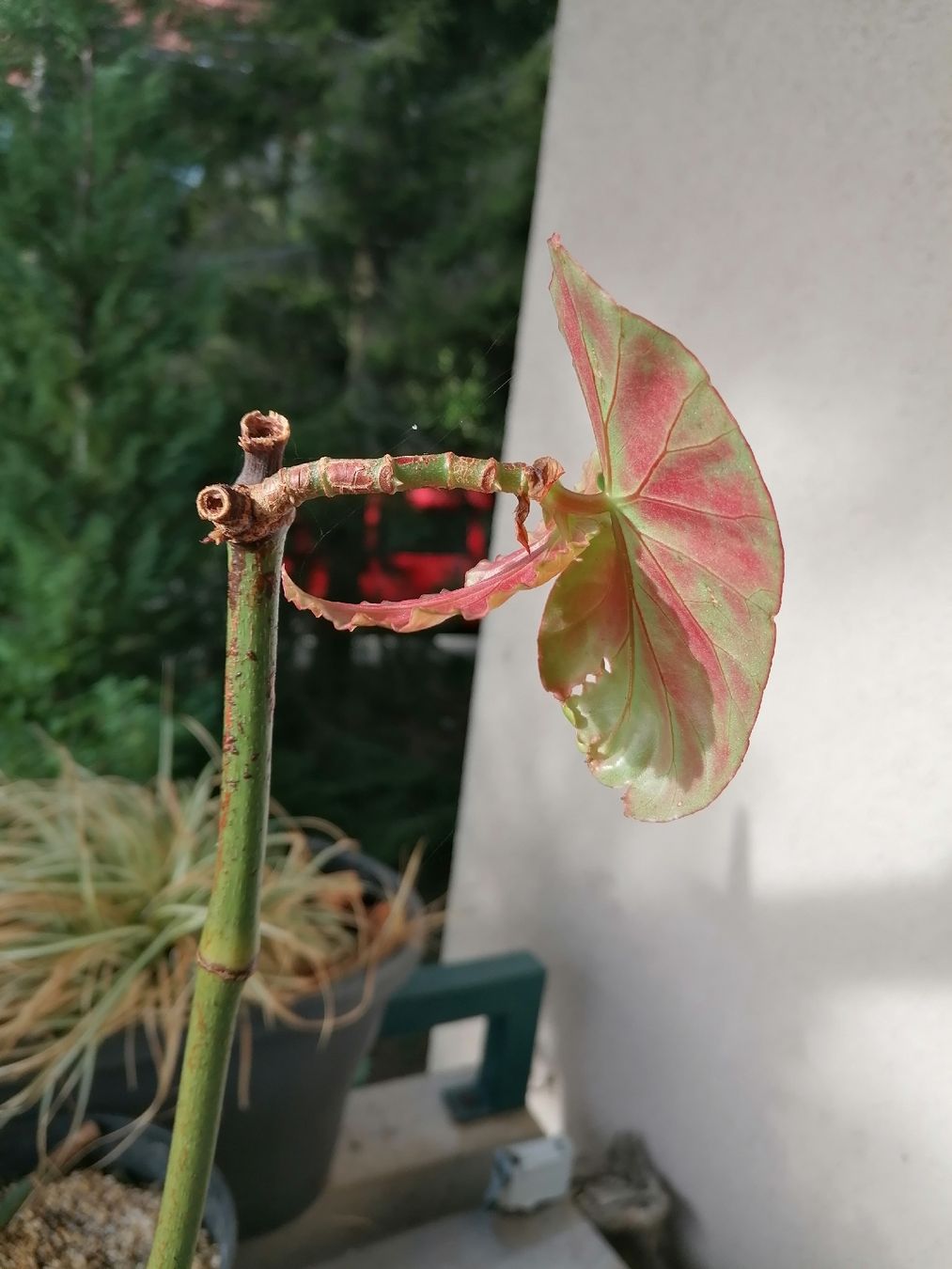 Piante & sementi: Begonia de colección – Usato da Le Mont-Pèlerin venduto da dundun1 8