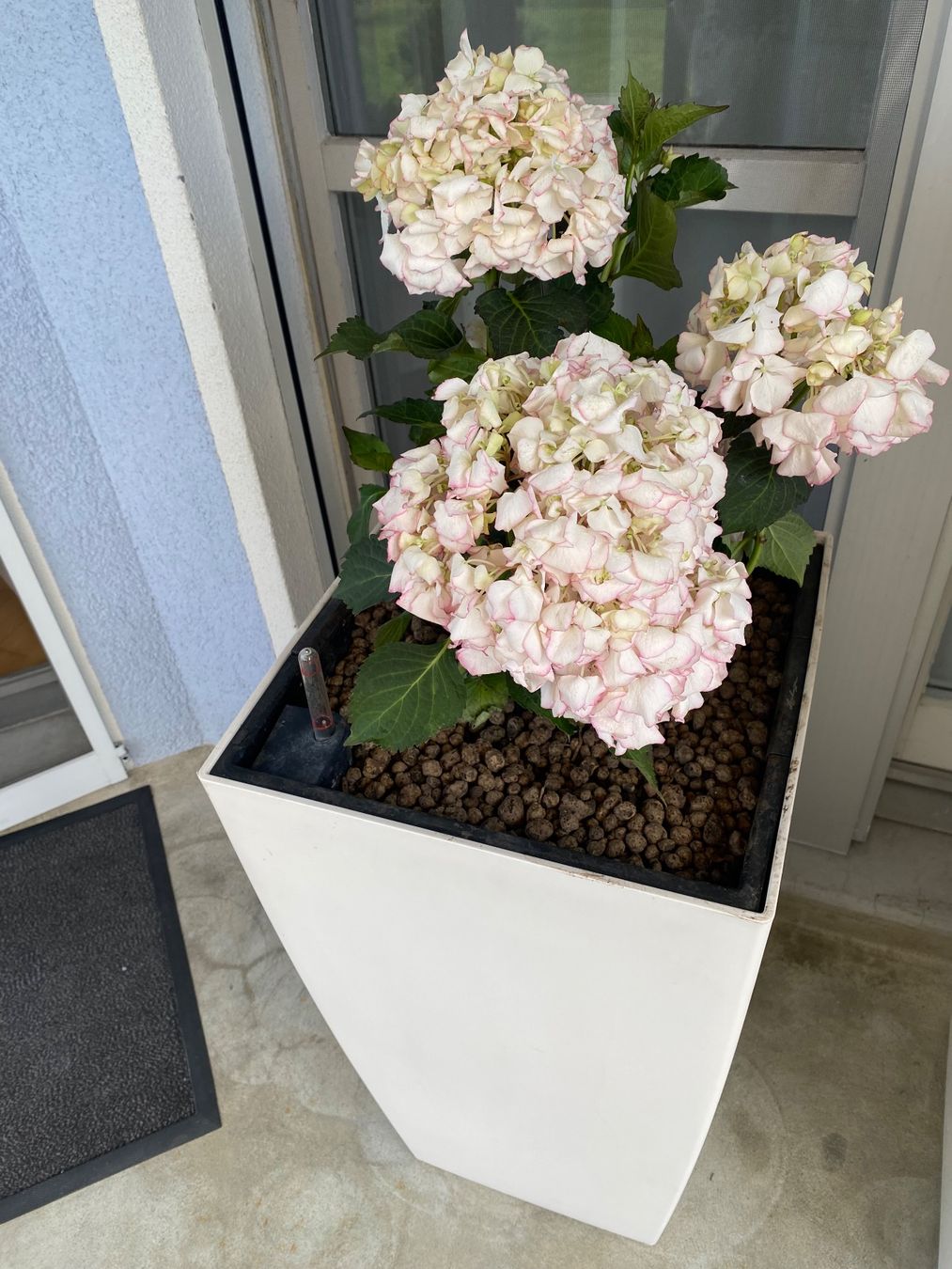 Lechuza Vasi per fiori: Blumentopf inklusive Pflanze – Usato da Oberriet SG venduto da shanis 1