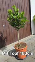 Gewürz Lorbeer Stamm (Laurus nobilis)