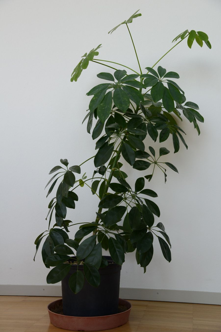 Pflanzen & Samen: Strahlenaralie/Schefflera – Gebraucht aus Basel von fer_cs78