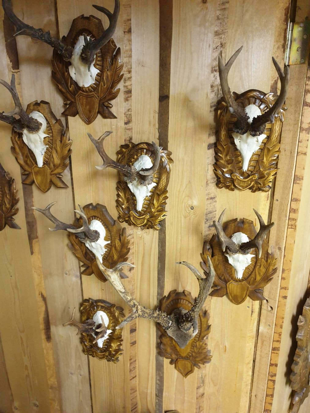 Tutte le decorazioni: Böcke auf Bretter – Usato da Wiesendangen venduto da franz369