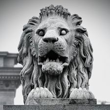Profile image of Zoril