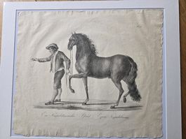 C. Josef Brodtmann Litho Pferd Nr. 36 Bildergalerie 1816