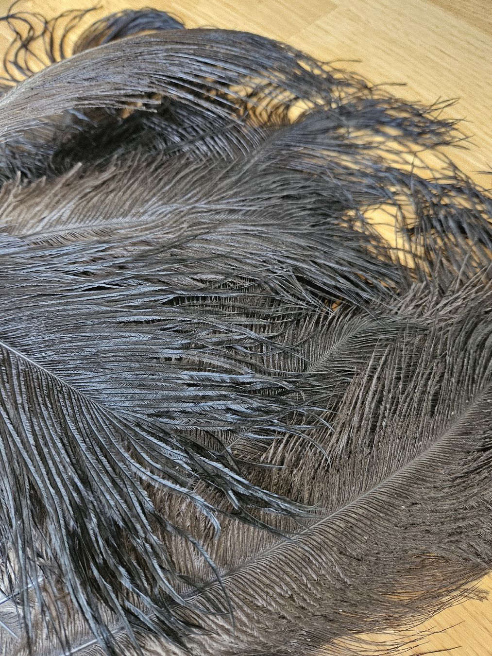 Il mondo degli animali: Schwarze Straussenfedern – Nuovo (secondo la descrizione) da Wallenwil venduto da luc_mei 1