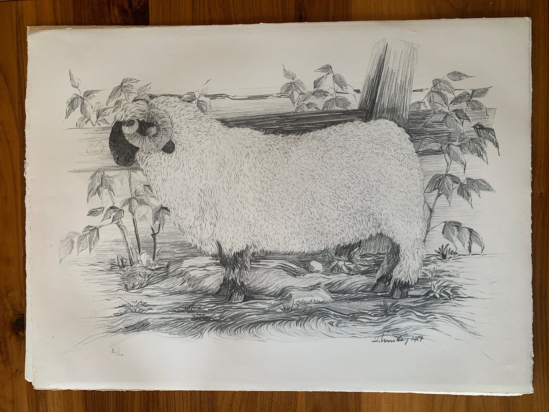 Grafica & Litografie: Lithographie Anton Mutter, Schwarznasenwidder – Nuovo (secondo la descrizione) da Sargans venduto da aebi081