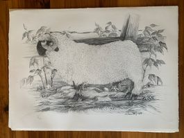 Lithographie Anton Mutter, Schwarznasenwidder