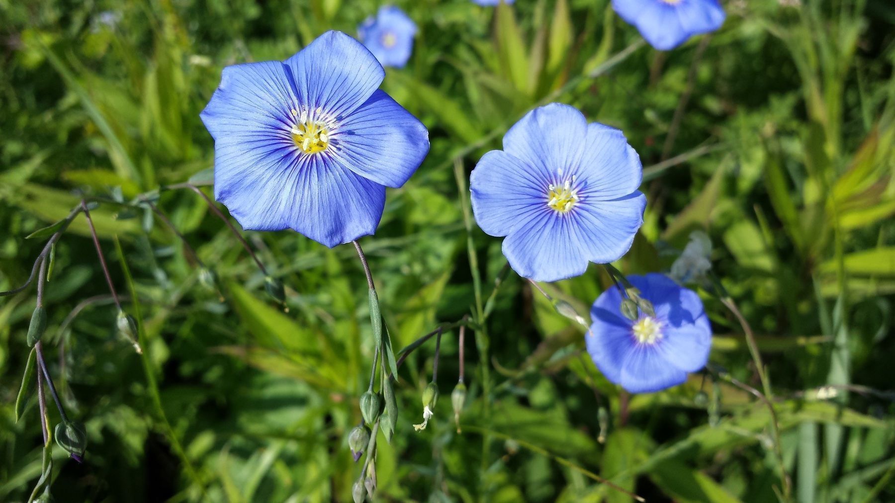 Piante & sementi: LINUM AUSTRIACUM - BLAUE STAUDEN - LEIN - HELLBLAU/BLAU – Nuovo (secondo la descrizione) da Buchs AG venduto da fischli610 4