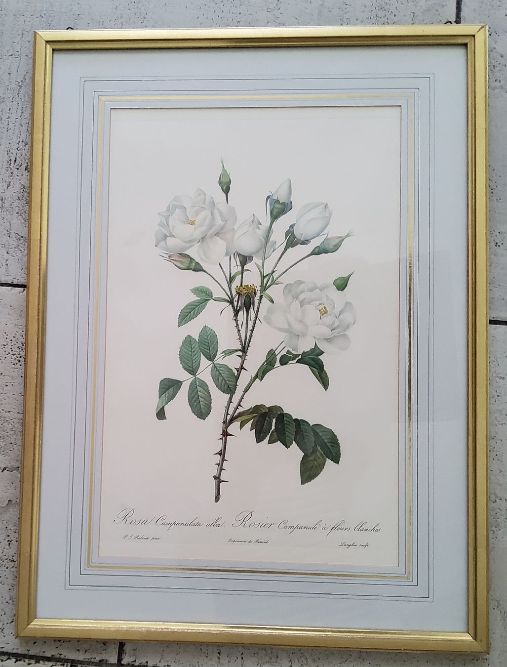 Foto & Immagini: Druck Rosenbild – Usato da Oberwangen b. Bern venduto da rol_p5g6