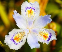 SELTENE JAPANISCHE SCHWERTLILIE - IRIS JAPONICA