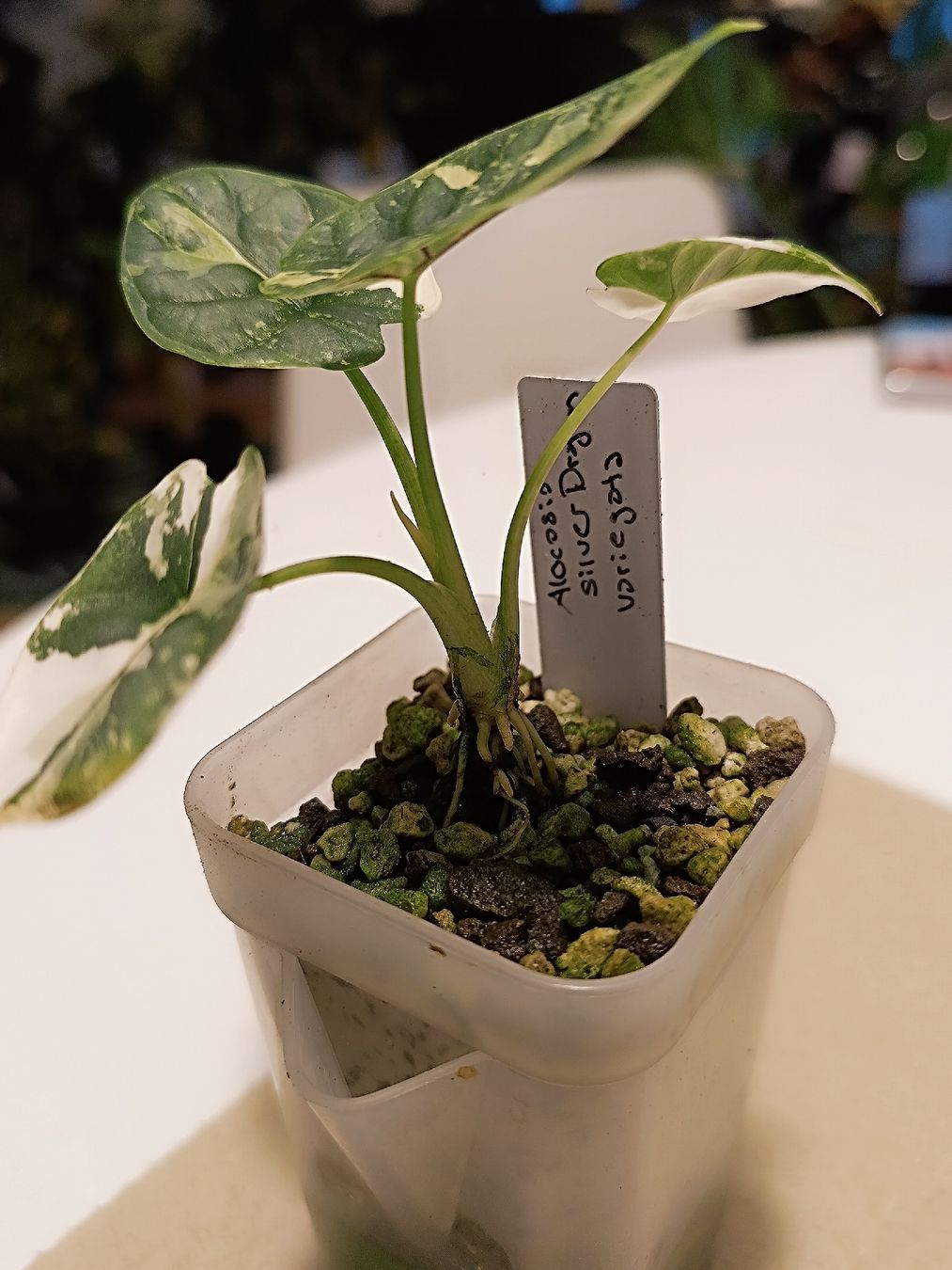Pflanzen & Samen: Alocasia Silver Dragon Variegata – Neu (gemäss Beschreibung) aus Sevelen von Stine_li_ 2