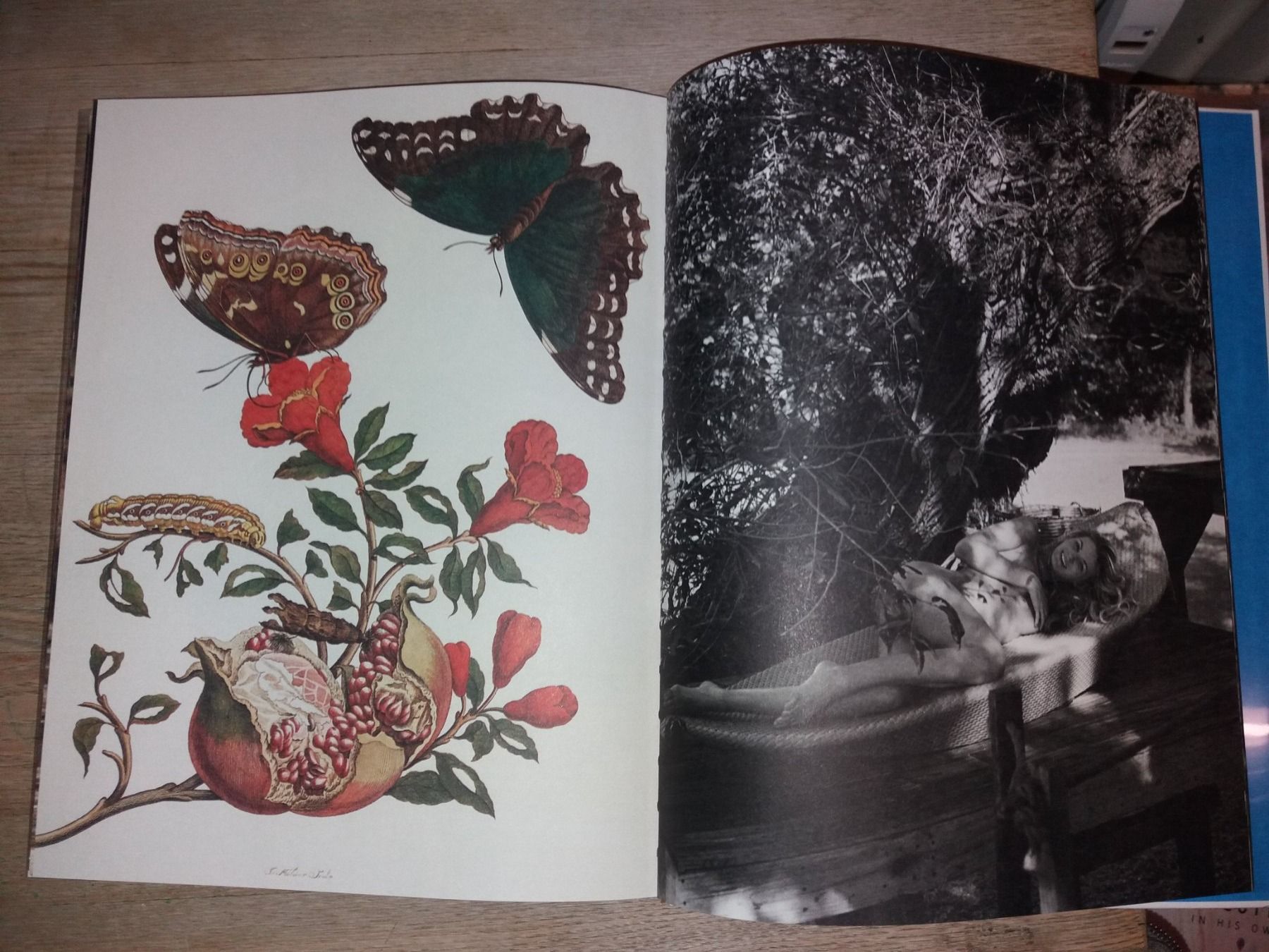 Livres: FOTOKLASSIKER    Bruce Weber    DEDON – D'occasion à Welschenrohr par Regool 3